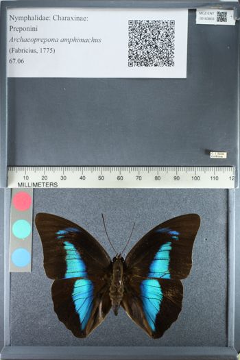 Media type: image; Entomology 163803
